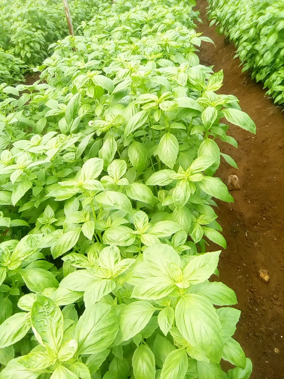 Experience + Freshness