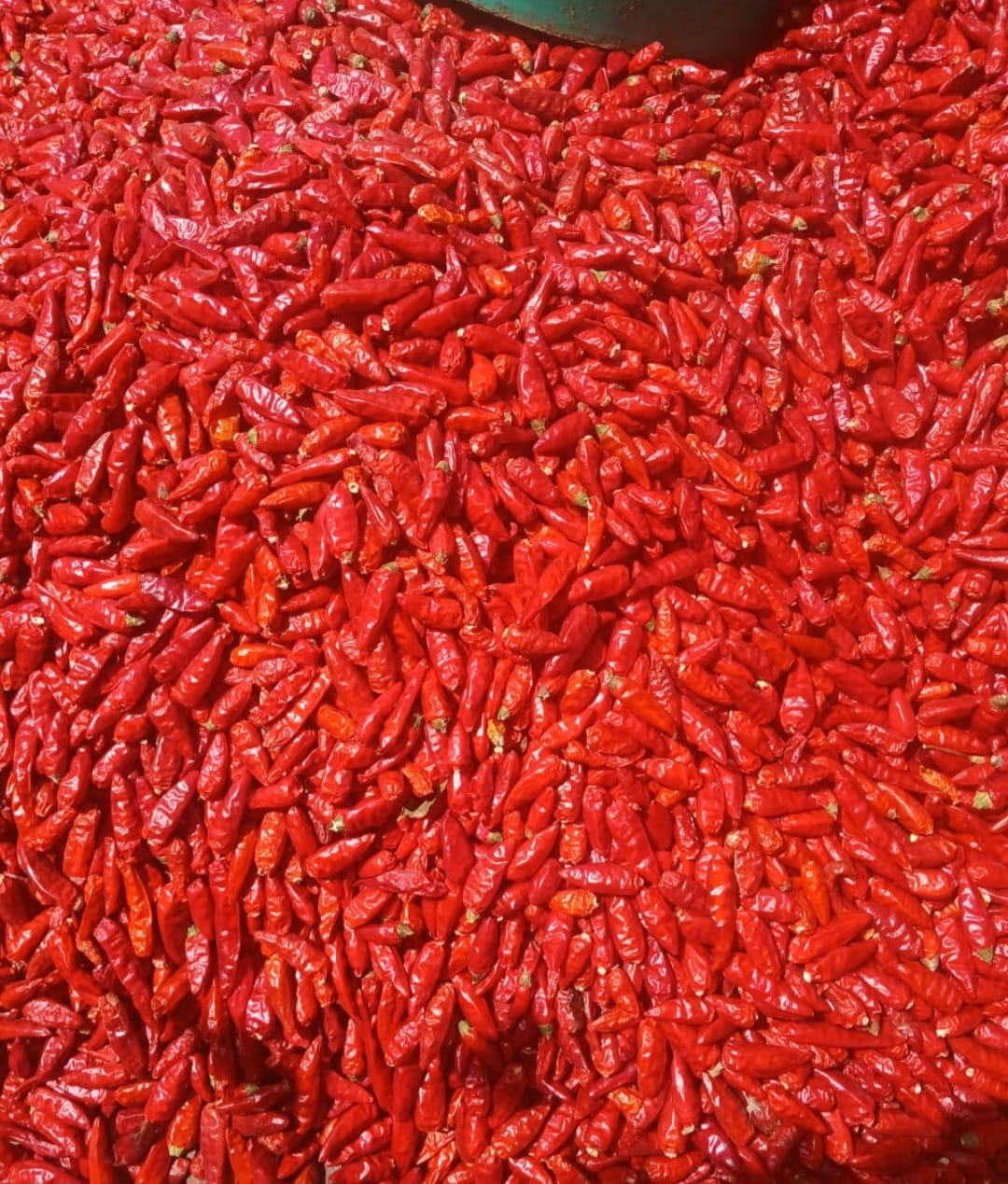 African Bird's Eye Chillies