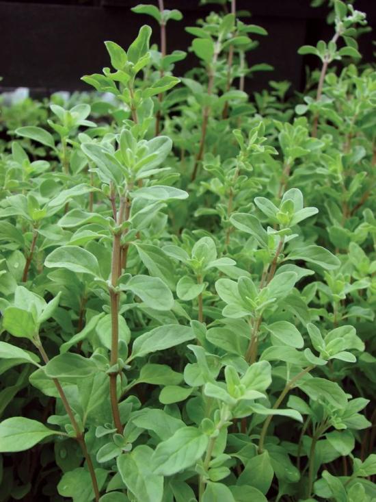 Oregano