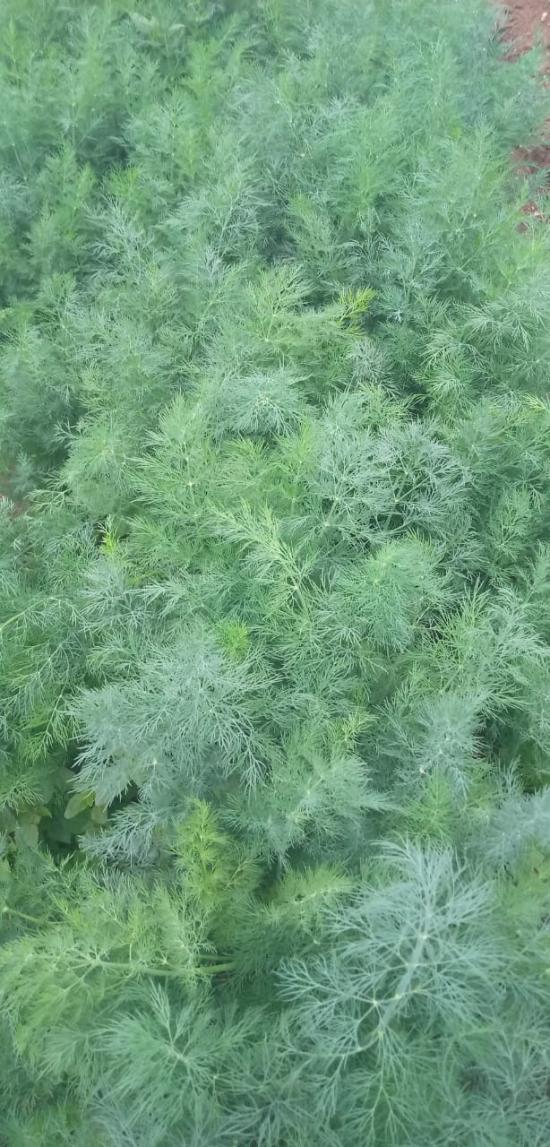Dill